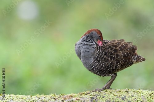 Slaty-breasted Rail