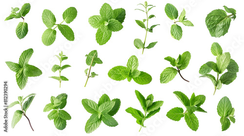 Fresh mint leaves collection isolated on white background