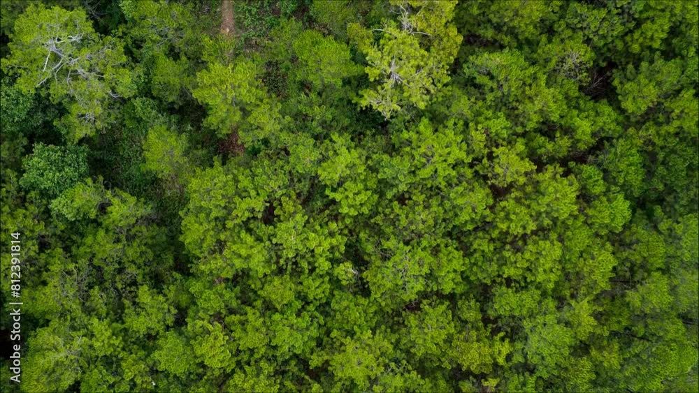 Aerial Autumn Fall Golden leaf trees and pine trees with green grass 4k source Aerial Autumn Fall Golden leaf trees and pine trees with green grass 4k source