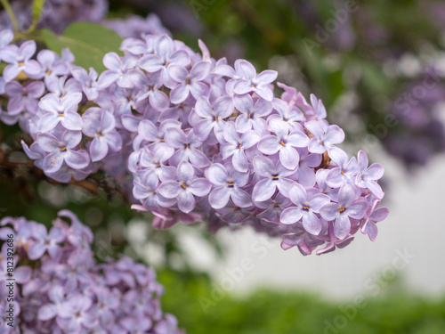 lilac branch in spring