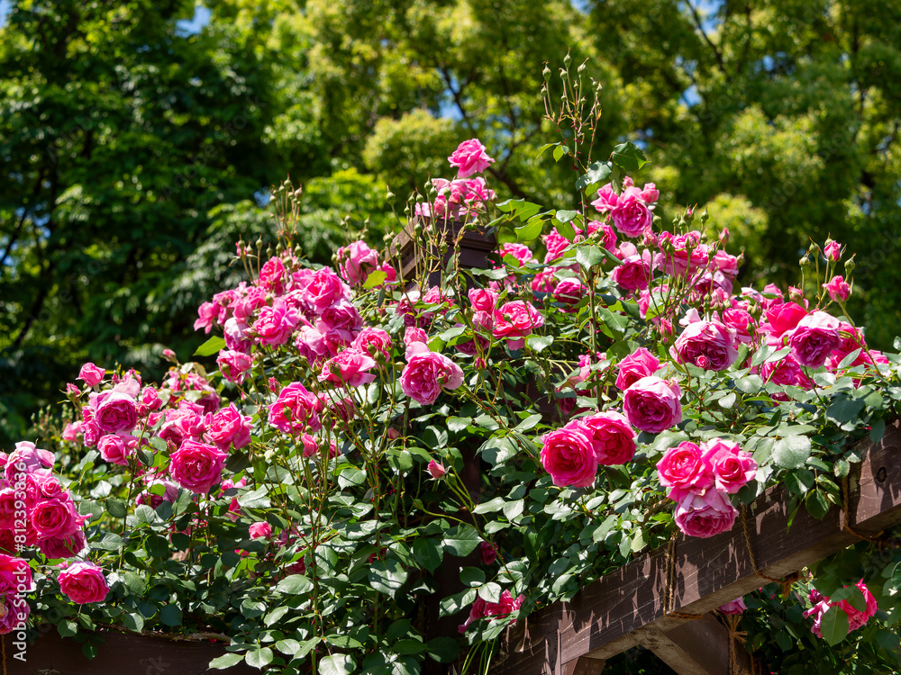満開に咲いた鮮やかなピンクの薔薇