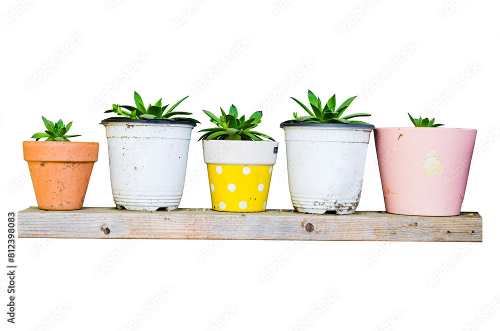 Terracotta pot on wooden shelf for cactus and succulent plants isolated on transparent background.