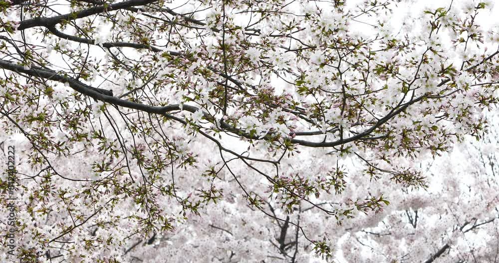 Cherry blossoms swaying in the spring breeze Cherry blossoms swaying in the spring breeze