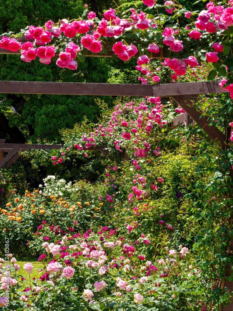 鮮やかな花が咲く薔薇園の風景