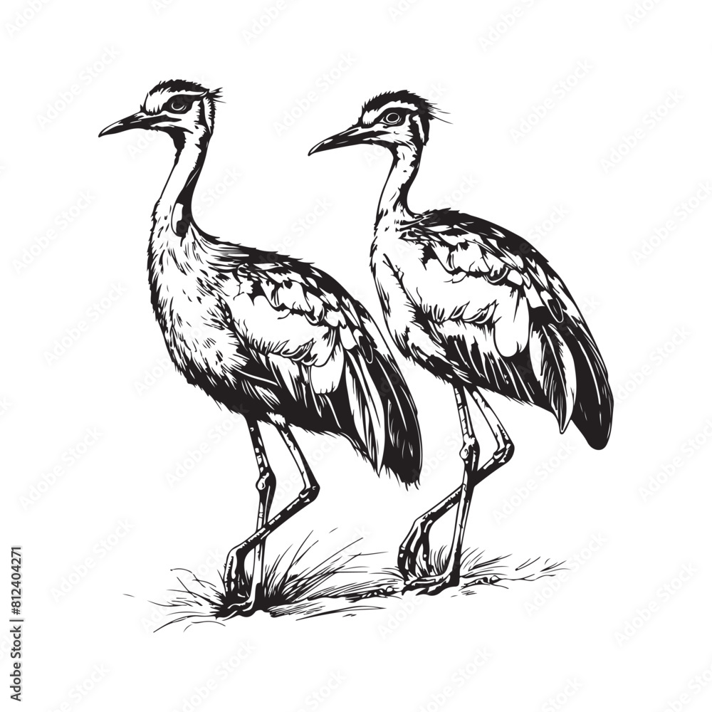 Bustard Bird Black and White Image vector on white background Bustard Bird Black and White Image vector on white background