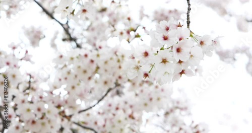 Cherry blossoms swaying in the spring breeze	