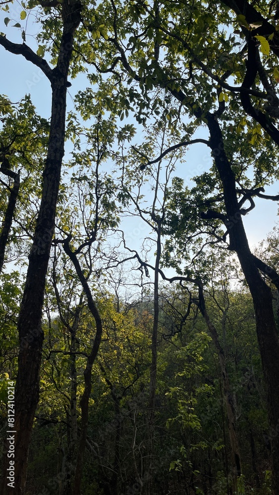 trees in the forest trees in the forest