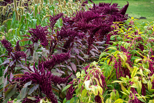 Different types of amaranth shoots growing in a home garden.
