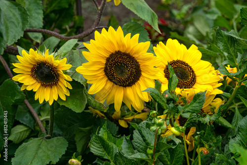 Ornamental sunflower flowers growing in a home garden.