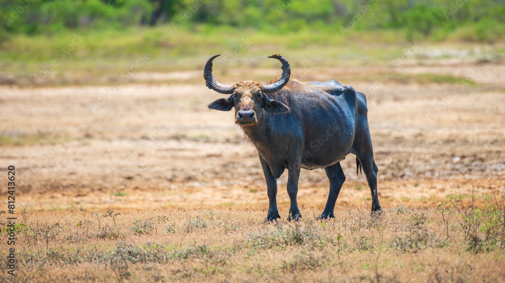 Wild water buffalo (Bubalus bubalis) also called Asian buffalo or Asiatic buffalo standing on a field and looking at the camera, natural habitat shot from the Yala National Park. Wild water buffalo (Bubalus bubalis) also called Asian buffalo or Asiatic buffalo standing on a field and looking at the camera, natural habitat shot from the Yala National Park.