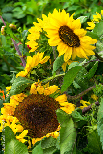 Ornamental sunflower flowers growing in a home garden.
