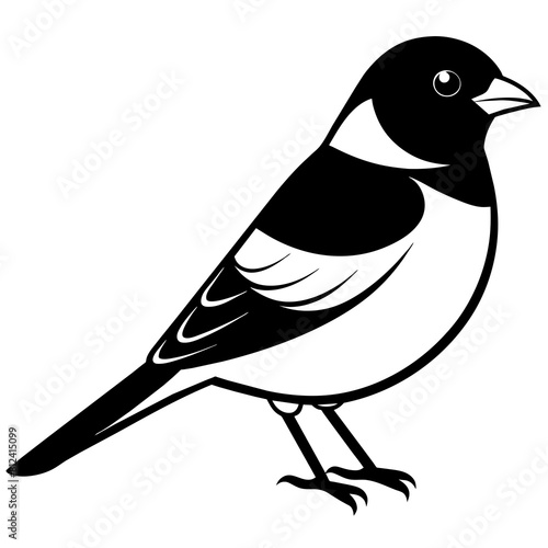 Bullfinch bird vector silhouette illustration