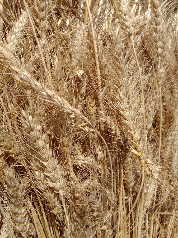 Nature's Bounty: Macro Shot of Lush Wheat Plants Flourishing in Open Air, Agriculture Background Nature's Bounty: Macro Shot of Lush Wheat Plants Flourishing in Open Air, Agriculture Background