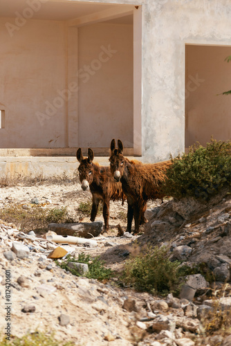 Two donkeys,  Sal Rei, Boa Vista, cape Verde