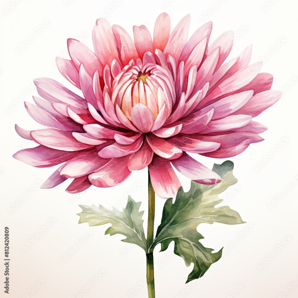 Cartoon watercolor drawing of a single chrysanthemum, dicut PNG style, isolated on white background