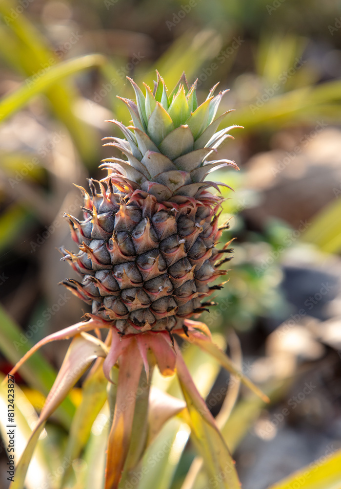 Pineapple grows on a plantation in Thailand Pineapple grows on a plantation in Thailand