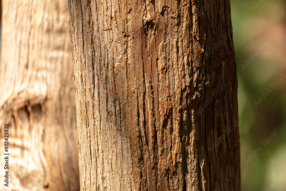 Bark on a tree as an abstract background. Texture Bark on a tree as an abstract background. Texture