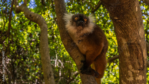 A curious female lemur Eulemur macaco is sitting on the trunk of a tree, looking carefully. Bright orange eyes, white tufts on head, fluffy brown fur. The soft background -tropical foliage. Madagascar photo