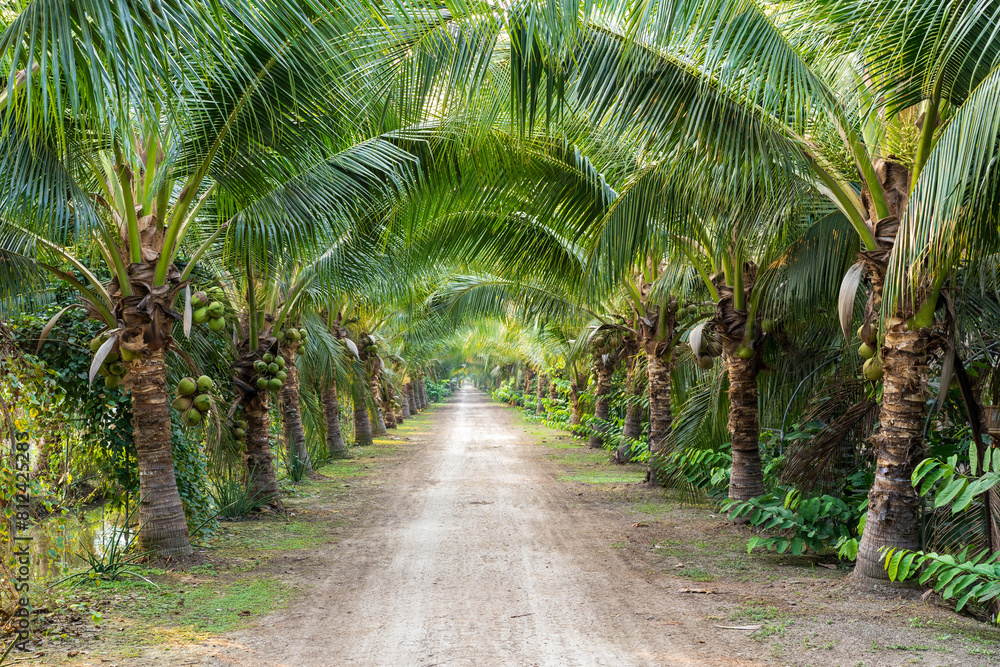 Coconut Garden with many coconuts trees and green bunch for fresh coconut milk or water and agriculture farm background with natural summer drink and nature food Coconut Garden with many coconuts trees and green bunch for fresh coconut milk or water and agriculture farm background with natural summer drink and nature food