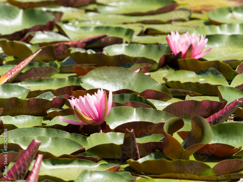 超望遠で撮影した池に咲く睡蓮の花 © しょこまろん