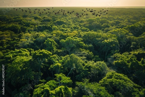 A flock of birds soaring over a dense green forest canopy  with vibrant foliage underneath