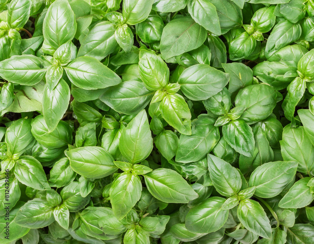 Close up organic basil plant top view.
Close up organic basil plant top view.