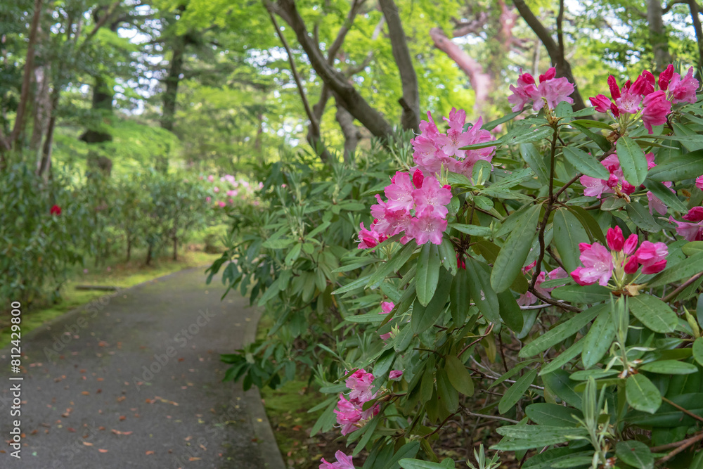 シャクナゲ（Hymenanthes）が咲く遊歩道【神宮徴古館】日本三重県・4月
