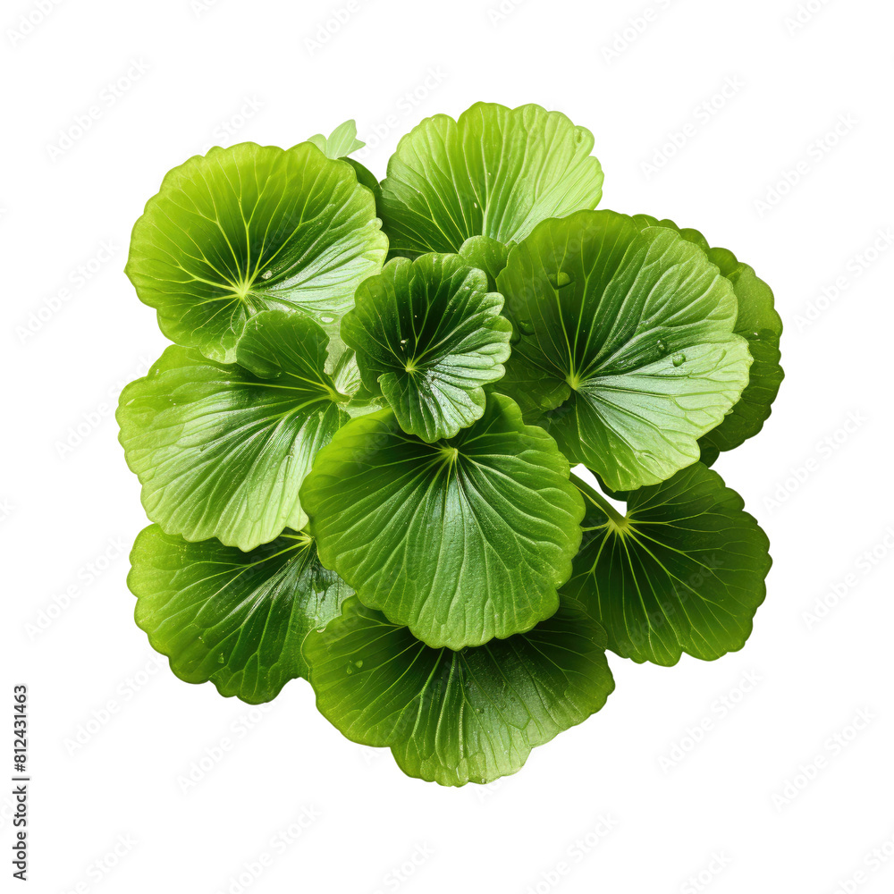 Green leaf texture with veins. on a transparent background. Green leaf texture with veins. on a transparent background.