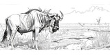 Hand drawn sketch wildebeests on white background. 
