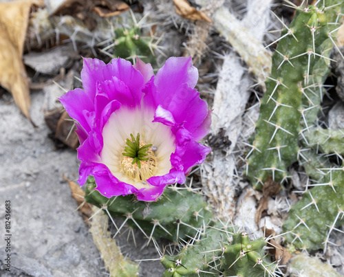 Echinocereus pentalophus, also known as the ladyfinger cactus,is native to North America. photo