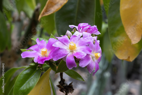 Rhodocactus grandifolius ( Pereskia grandifolia) also known as the rose cactus is native to eastern and southern Brazil. Unlike most cacti, it has persistent leaves photo