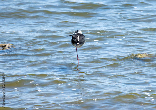 The Black-winged stilt strikes a pose of serene elegance as it stands gracefully on one leg, the other tucked snugly beneath its slender body. Its plumage contrasts beautifully against the backdrop.