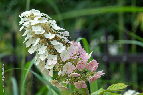 Iina Park Kawaguchi, Akayama Historical Nature Park photo