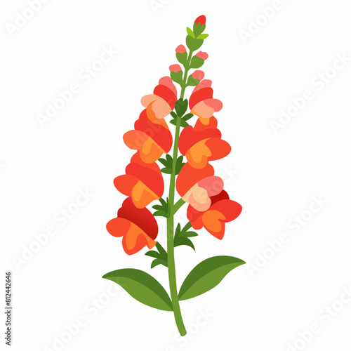 Snapdragon flower vector illustration with white background 