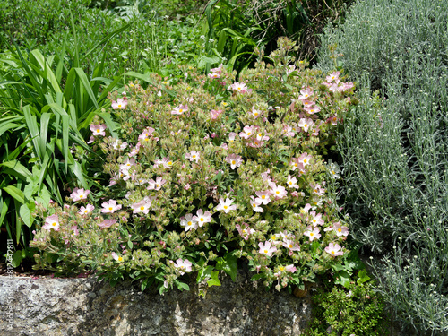 Cistus  lenis or Rock rose 'Grayswood Pink'. Mediterranean rockery plant with magnificent cascades of pale pink flowers with white centers and yellow stamens in spring
 photo