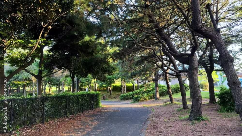 Sunlit path in park with lush trees and hedge, early evening light creates a peaceful mood Sunlit path in park with lush trees and hedge, early evening light creates a peaceful mood