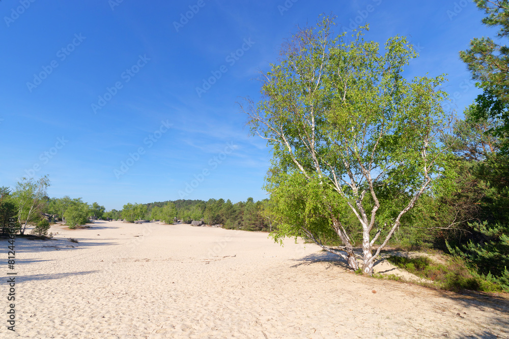 White sand of the Cul de Chien in Fontainebleau forest