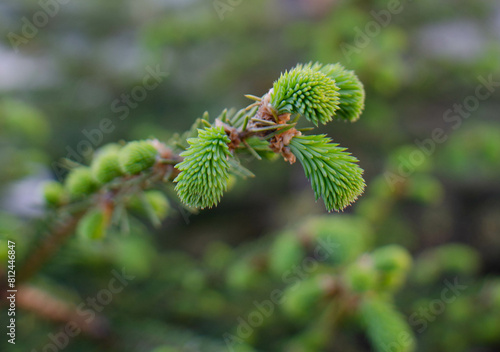 a fir cone.a green budding cone on the tree.