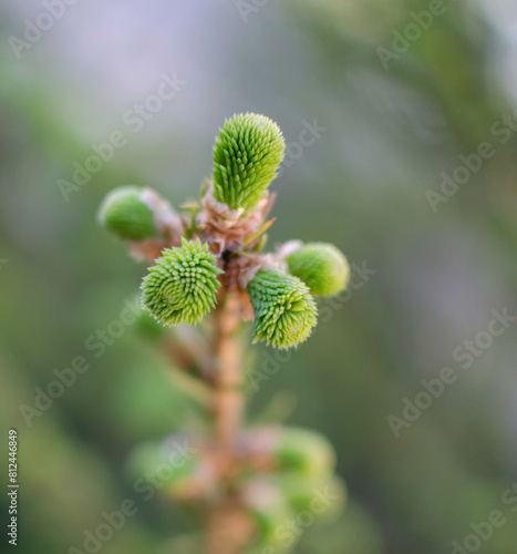 a fir cone.a green budding cone on the tree.