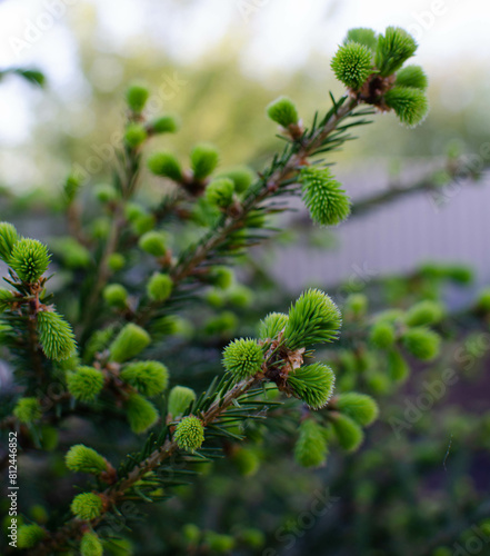 a fir cone.a green budding cone on the tree.