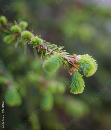 a fir cone.a green budding cone on the tree.