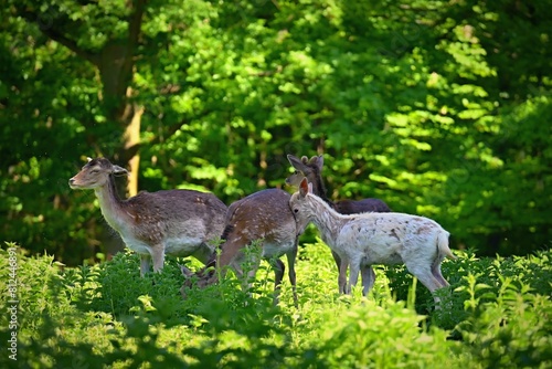 Fallow - fallow deer. (Dama dama ) Beautiful natural background with animals. Forest and sunset. Brno - Czech Republic - Europe. Animal - nature