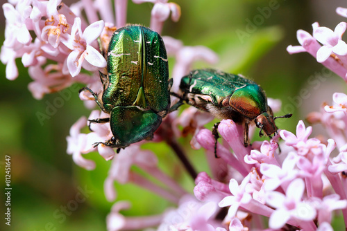 Green Rose Chafers, Cetonia aurata, in spring on small pink flowers of lilac