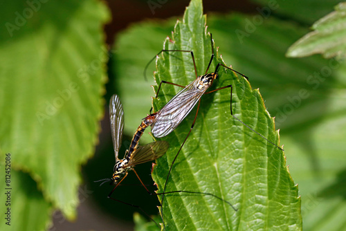 Crane flies or mosquito hawks, Tipulidae famaliy mating on a green leaf, close-up of two adult insects