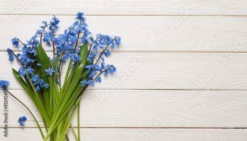 Blooms from Above  Top View of Blue Scilla Flowers