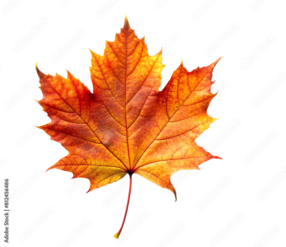 autumn maple leaf autumn maple leaf
