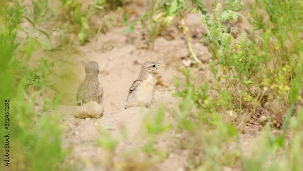 Small bird feeding ger chicks on the ground in the steppe Small bird feeding ger chicks on the ground in the steppe