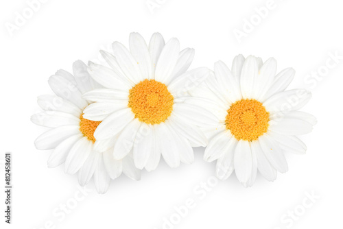 Daisy Flowers