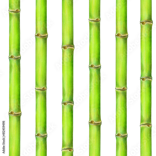 Bamboo plant green stem seamless pattern. Watercolor illustration. Hand painted green cane vertical stems. Fresh green bamboo stalk seamless pattern decor. White background