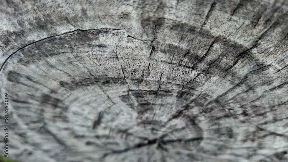 Fototapeta premium Cracked dry surface of an old dead tree stump expose outdoor